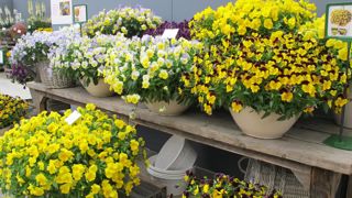 Essais thématiques, « Spring Trials », « Flower Trials » : les obtenteurs et multiplicateurs vont dévoiler leurs nouveautés et plantes du futur, d’ici à mi-juin 2020. Ici la gamme COOL WAVE® de PanAmerican Seed. ©Odile Maillard